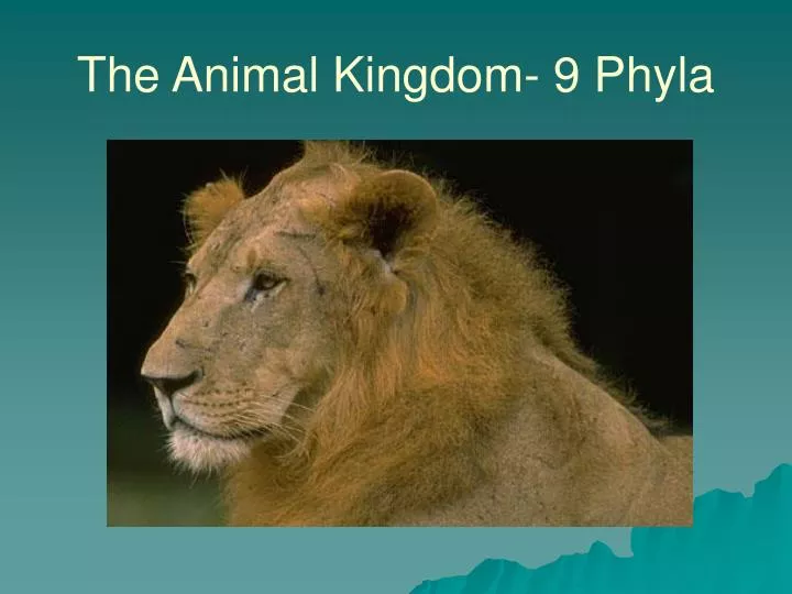 the animal kingdom 9 phyla