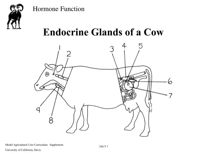 endocrine glands of a cow