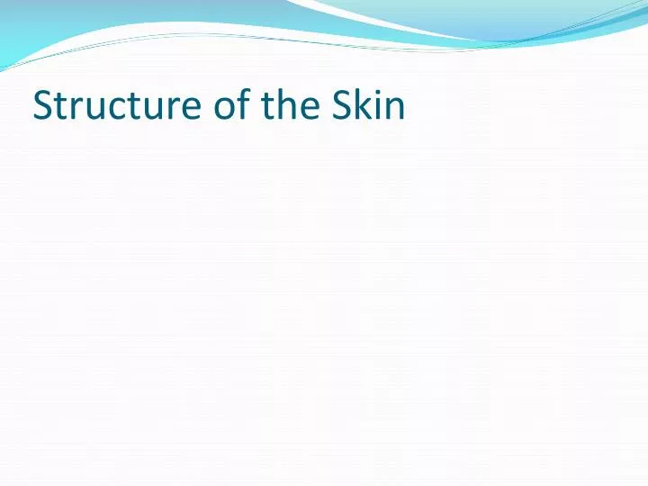 structure of the skin