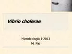 Vibrio cholerae - slide 1