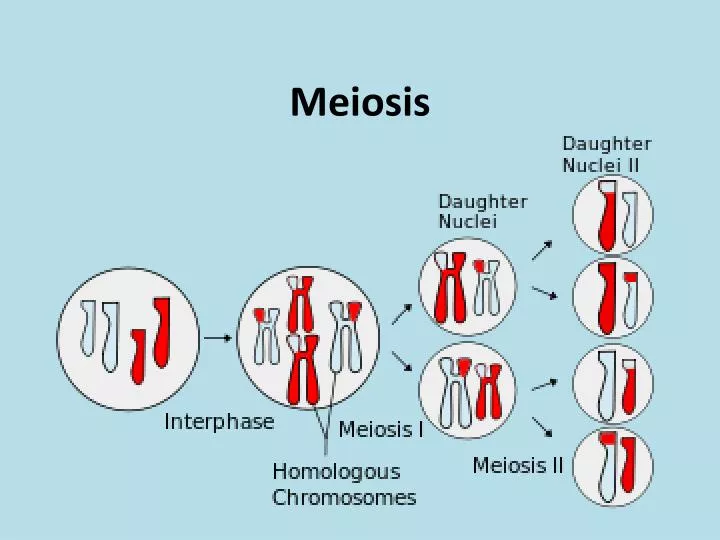 meiosis