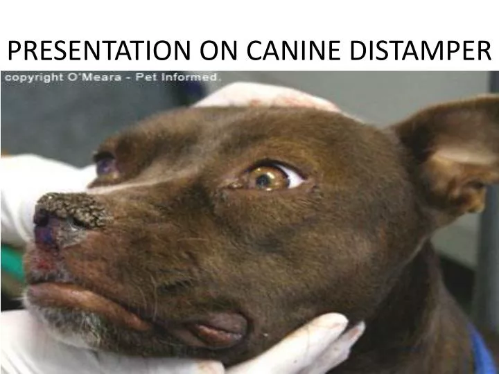 presentation on canine distamper