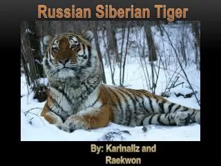Russian Siberian Tiger