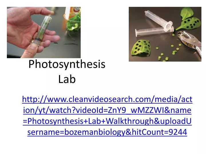 photosynthesis lab