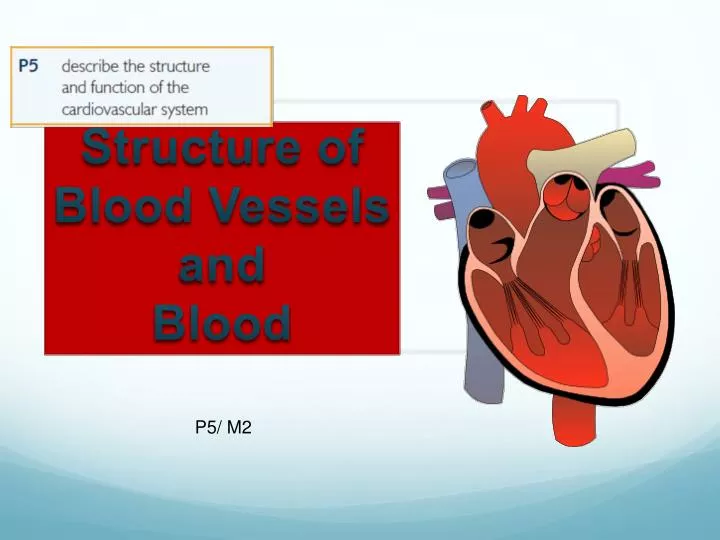 structure of blood vessels and blood
