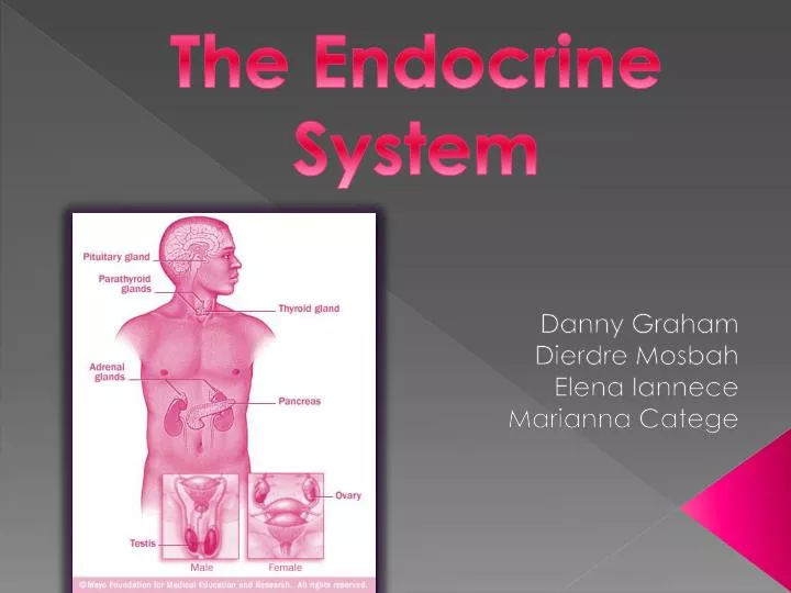 the endocrine system