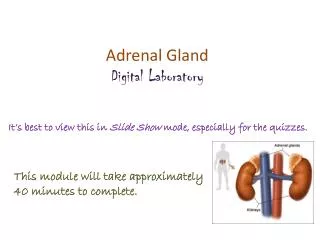 Adrenal Gland Digital Laboratory