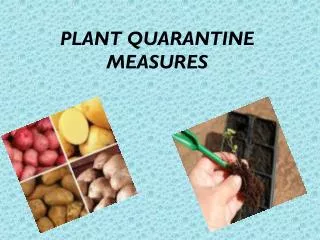 PLANT QUARANTINE MEASURES