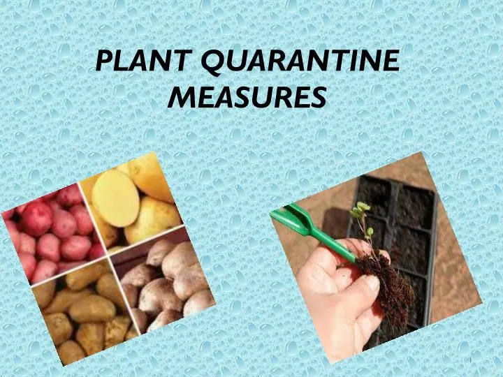 plant quarantine measures