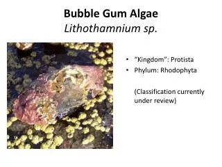 Bubble Gum Algae Lithothamnium sp.