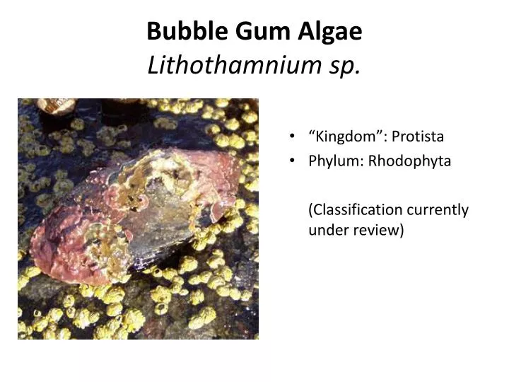 bubble gum algae lithothamnium sp