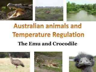 The Emu and Crocodile
