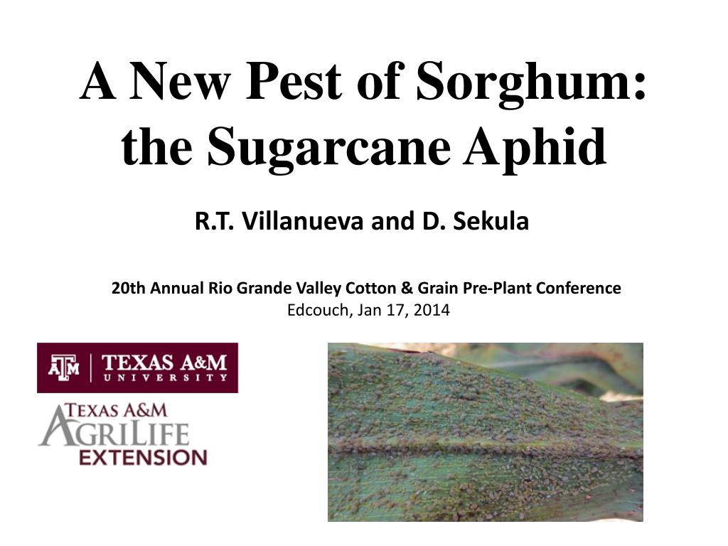 PPT - A New Pest of Sorghum: the Sugarcane Aphid PowerPoint ...