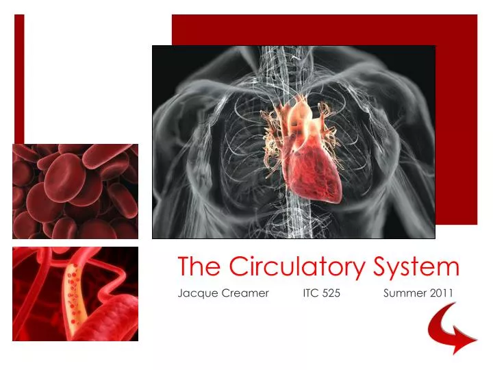 the circulatory system