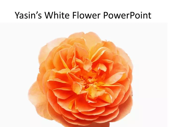 yasin s white flower powerpoint