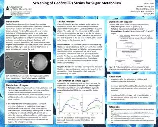 Screening of Geobacillus Strains for Sugar Metabolism Justin Cullity Adviser: Dr. Kang Wu