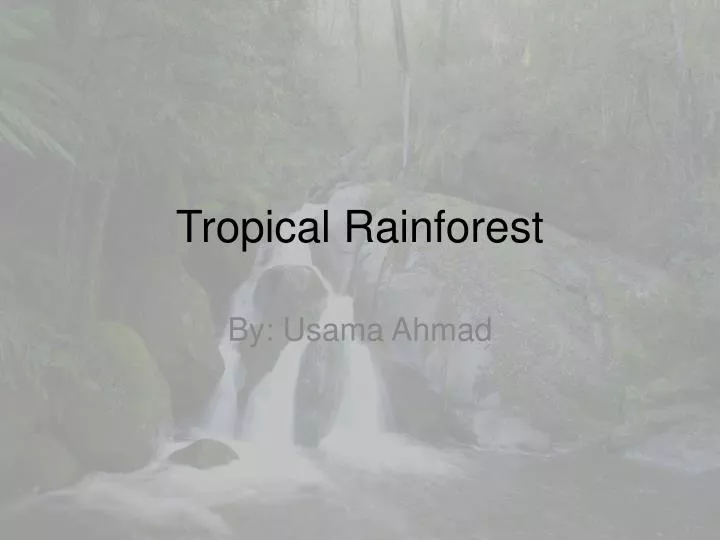 tropical rainforest