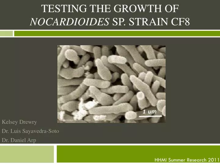 testing the growth of nocardioides sp strain cf8