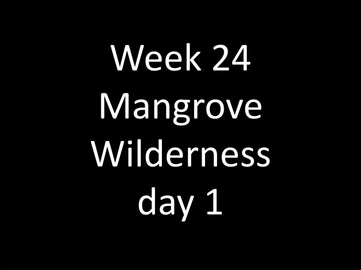 week 24 mangrove wilderness day 1