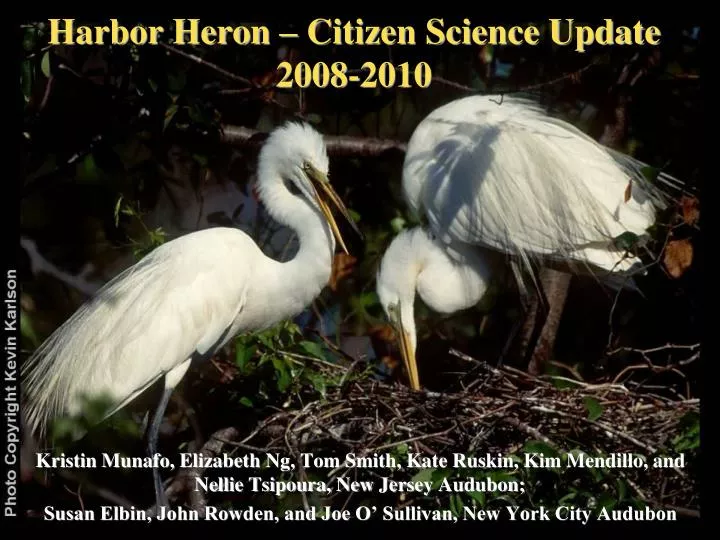 harbor heron citizen science update 2008 2010