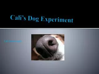Cali’s Dog Experiment