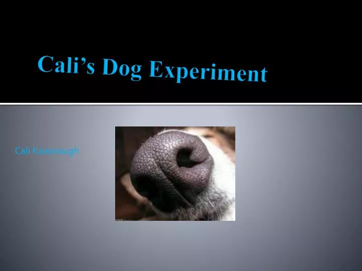 cali s dog experiment