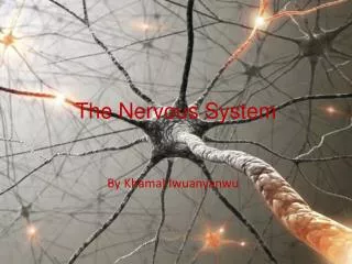 The Nervous System