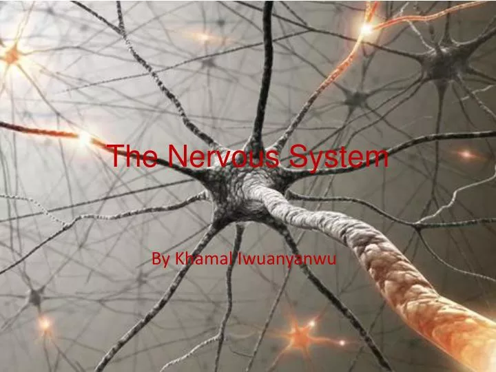 the nervous system