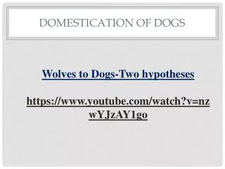 domestication of dogs