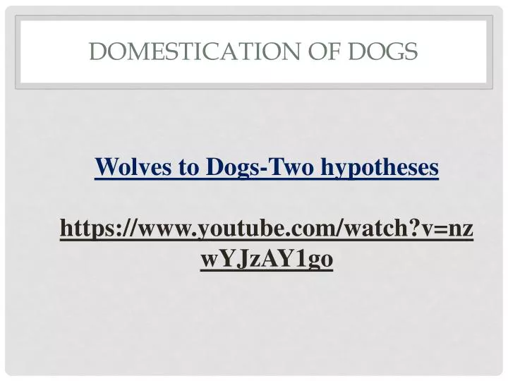 domestication of dogs