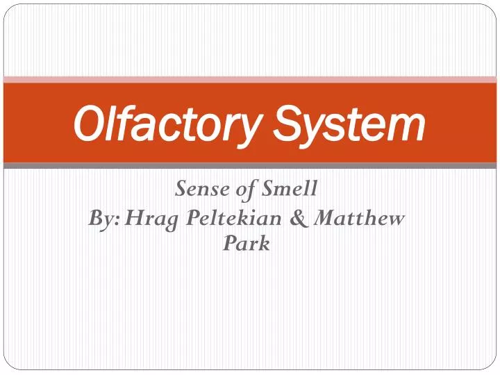 olfactory system