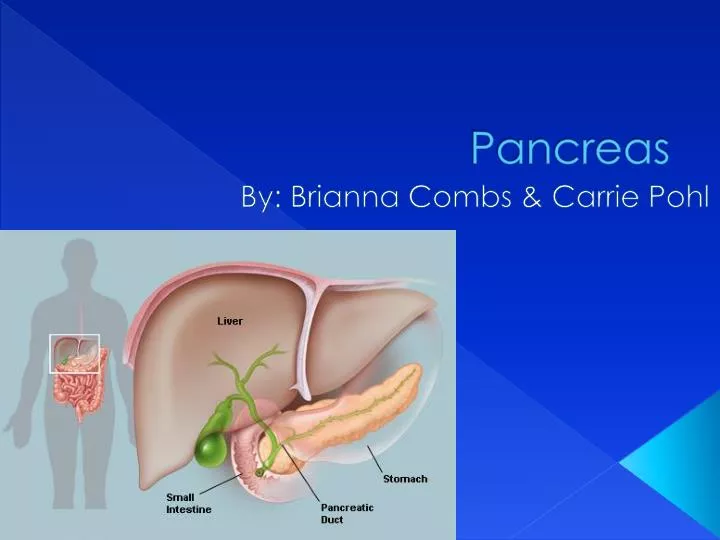 pancreas