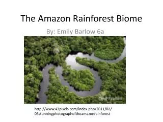 The Amazon Rainforest Biome