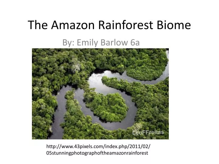 the amazon rainforest biome