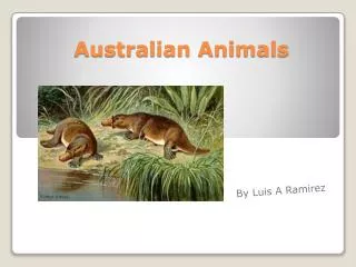 Australian Animals