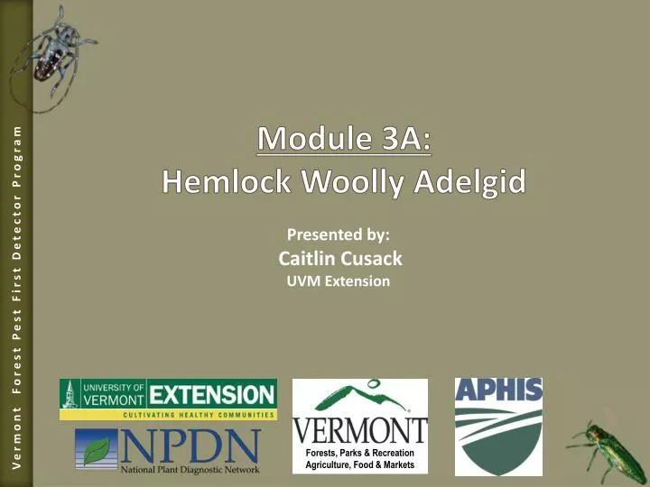module 3a hemlock woolly adelgid