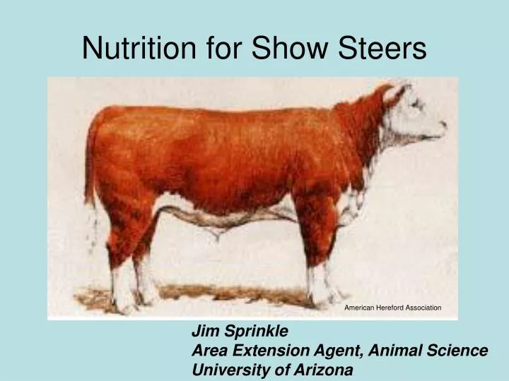 nutrition for show steers