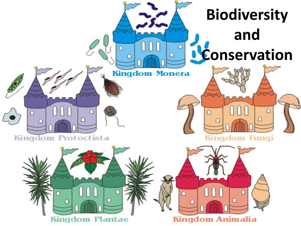 PPT - Biodiversity and Conservation PowerPoint Presentation, free ...