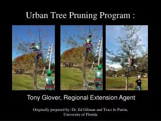 Urban Tree Pruning Program :