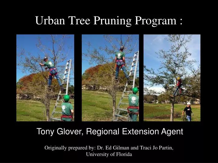 urban tree pruning program