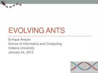 Evolving Ants