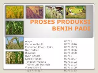 PROSES PRODUKSI BENIH PADI