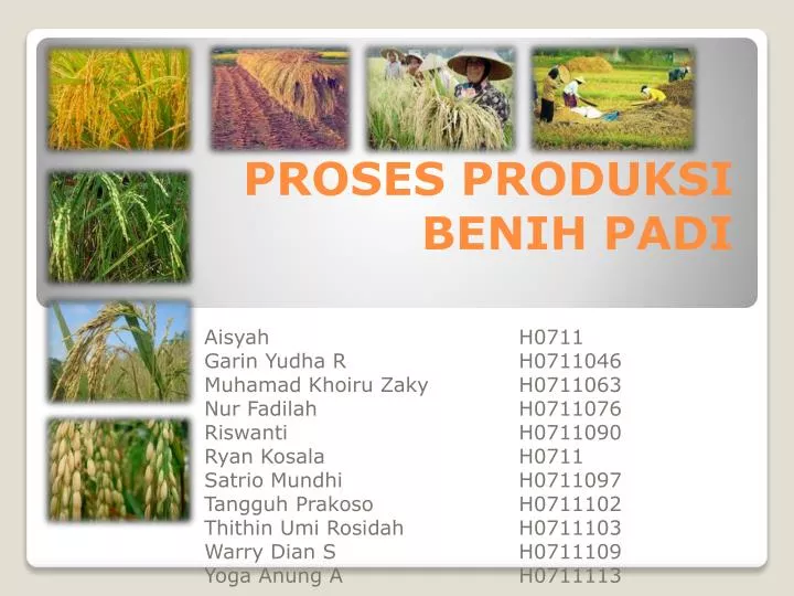 proses produksi benih padi