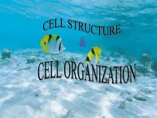 CELL STRUCTURE &amp;