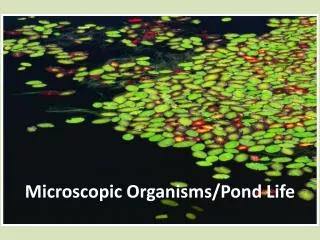 Microscopic Organisms/Pond Life