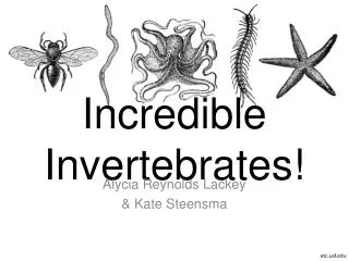 Incredible Invertebrates!