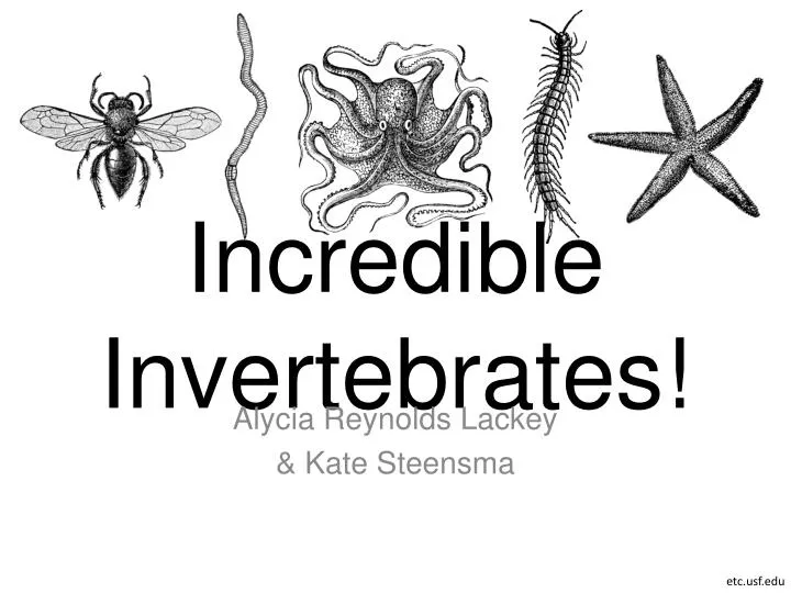 incredible invertebrates