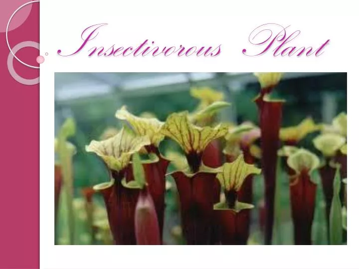 insectivorous plant