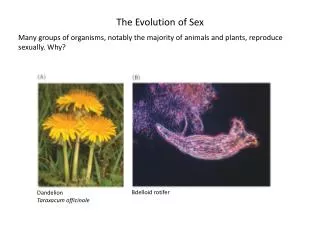 The Evolution of Sex