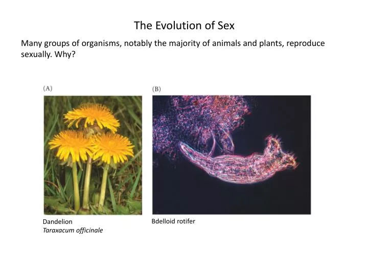 Ppt The Evolution Of Sex Powerpoint Presentation Free Download Id1862188 2961